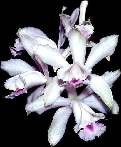 Cattleya intermedia semialba